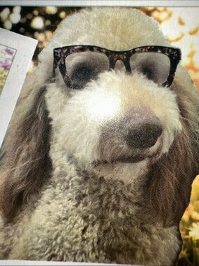 NOT FOR SALE🐩